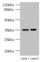 Cilia And Flagella Associated Protein 65 antibody, A58454-100, Epigentek, Western Blot image 