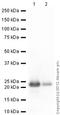 Myosin Light Chain 2 antibody, ab92721, Abcam, Western Blot image 