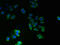 Transmembrane Protein 14A antibody, CSB-PA023720LA01HU, Cusabio, Immunofluorescence image 