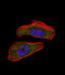 HIF1-alpha antibody, abx032306, Abbexa, Immunocytochemistry image 