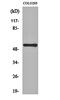 Tachykinin Receptor 3 antibody, orb162019, Biorbyt, Western Blot image 