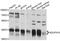 NADH:Ubiquinone Oxidoreductase Subunit A10 antibody, abx136033, Abbexa, Western Blot image 