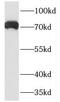 Protocadherin Beta 5 antibody, FNab06204, FineTest, Western Blot image 