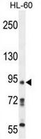 KRI1 Homolog antibody, AP52409PU-N, Origene, Western Blot image 