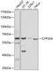 Cytochrome P450 Family 3 Subfamily A Member 4 antibody, 15-435, ProSci, Western Blot image 