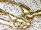 Sirtuin 6 antibody, LS-C357546, Lifespan Biosciences, Immunohistochemistry frozen image 