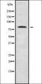 Olfactomedin Like 2B antibody, orb378373, Biorbyt, Western Blot image 
