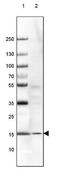 Ribosomal Protein S14 antibody, NBP1-84847, Novus Biologicals, Western Blot image 