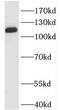 Isoleucyl-tRNA synthetase, mitochondrial antibody, FNab04095, FineTest, Western Blot image 