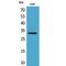 Kruppel Like Factor 13 antibody, LS-C387084, Lifespan Biosciences, Western Blot image 