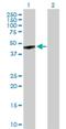 G Protein-Coupled Receptor 143 antibody, H00004935-B01P, Novus Biologicals, Western Blot image 