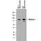 Mitofusin 1 antibody, AF7880, R&D Systems, Western Blot image 