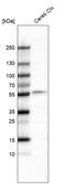 POU domain, class 3, transcription factor 2 antibody, AMAb91406, Atlas Antibodies, Western Blot image 