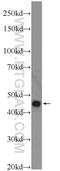 LRP2 Binding Protein antibody, 25783-1-AP, Proteintech Group, Western Blot image 