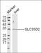 Solute Carrier Family 35 Member D2 antibody, orb317806, Biorbyt, Western Blot image 