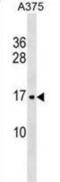 Signal Recognition Particle 14 antibody, abx030758, Abbexa, Western Blot image 