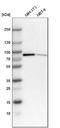 Neurochondrin antibody, NBP1-87901, Novus Biologicals, Western Blot image 