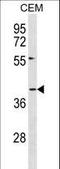 Duffy antigen/chemokine receptor antibody, LS-C157679, Lifespan Biosciences, Western Blot image 