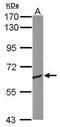 Collapsin Response Mediator Protein 1 antibody, PA5-77924, Invitrogen Antibodies, Western Blot image 