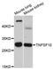 TNF Superfamily Member 10 antibody, abx126720, Abbexa, Western Blot image 