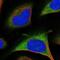 Proteasome 26S Subunit, Non-ATPase 9 antibody, NBP2-47560, Novus Biologicals, Immunofluorescence image 
