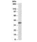 Aminoacyl TRNA Synthetase Complex Interacting Multifunctional Protein 1 antibody, R34866-100UG, NSJ Bioreagents, Western Blot image 