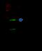 Methyltransferase Like 1 antibody, 11525-MM05, Sino Biological, Immunoprecipitation image 