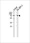 CD46 Molecule antibody, 61-663, ProSci, Western Blot image 