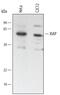 X-Linked Inhibitor Of Apoptosis antibody, BAF8221, R&D Systems, Western Blot image 