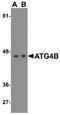 Autophagy Related 4B Cysteine Peptidase antibody, A02885, Boster Biological Technology, Western Blot image 