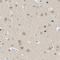 ArfGAP With Dual PH Domains 1 antibody, NBP1-88098, Novus Biologicals, Immunohistochemistry frozen image 