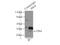 Inhibitor Of Growth Family Member 4 antibody, 10617-1-AP, Proteintech Group, Immunoprecipitation image 