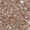 Protein Niban antibody, HPA028231, Atlas Antibodies, Immunohistochemistry frozen image 