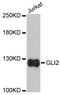 GLI Family Zinc Finger 2 antibody, abx126918, Abbexa, Western Blot image 
