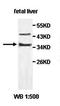 O-Sialoglycoprotein Endopeptidase antibody, orb77764, Biorbyt, Western Blot image 