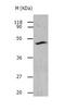 Cysteine protease ATG4B antibody, TA322400, Origene, Western Blot image 