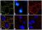 Insulin Receptor Substrate 1 antibody, 710781, Invitrogen Antibodies, Immunofluorescence image 