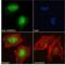 PR/SET Domain 14 antibody, NBP1-72055, Novus Biologicals, Immunocytochemistry image 