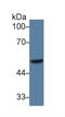 Interferon Regulatory Factor 6 antibody, MBS2026198, MyBioSource, Western Blot image 
