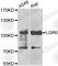 Leucine-rich repeat-containing G-protein coupled receptor 6 antibody, A7383, ABclonal Technology, Western Blot image 