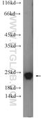 RAB24, Member RAS Oncogene Family antibody, 11445-1-AP, Proteintech Group, Western Blot image 