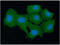 Peroxiredoxin 5 antibody, GTX57635, GeneTex, Immunofluorescence image 