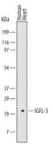 IGF Like Family Member 3 antibody, MAB5970, R&D Systems, Western Blot image 