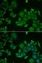 C1D Nuclear Receptor Corepressor antibody, orb373395, Biorbyt, Immunofluorescence image 