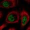 RNA Binding Motif Protein 25 antibody, NBP2-57656, Novus Biologicals, Immunofluorescence image 