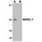 Ectodermal-Neural Cortex 1 antibody, MBS150847, MyBioSource, Western Blot image 