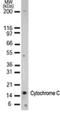 Cytochrome C, Somatic antibody, NB100-56503, Novus Biologicals, Western Blot image 