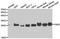 Fas Associated Via Death Domain antibody, LS-C334316, Lifespan Biosciences, Western Blot image 