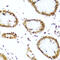 Chromobox 5 antibody, 13-998, ProSci, Immunofluorescence image 