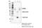 Eomesodermin antibody, 73379S, Cell Signaling Technology, Immunoprecipitation image 